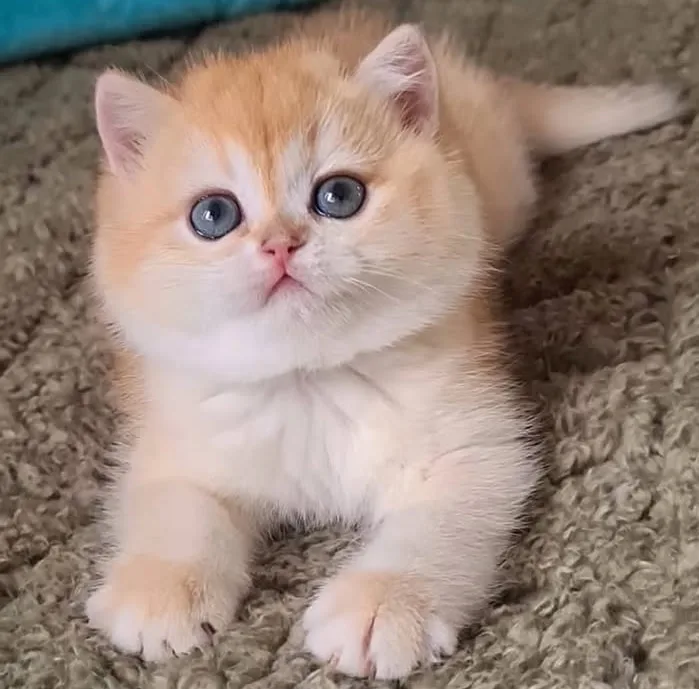Altın postlu ny12 golden british shorthair - fotoğraf 1 / 1