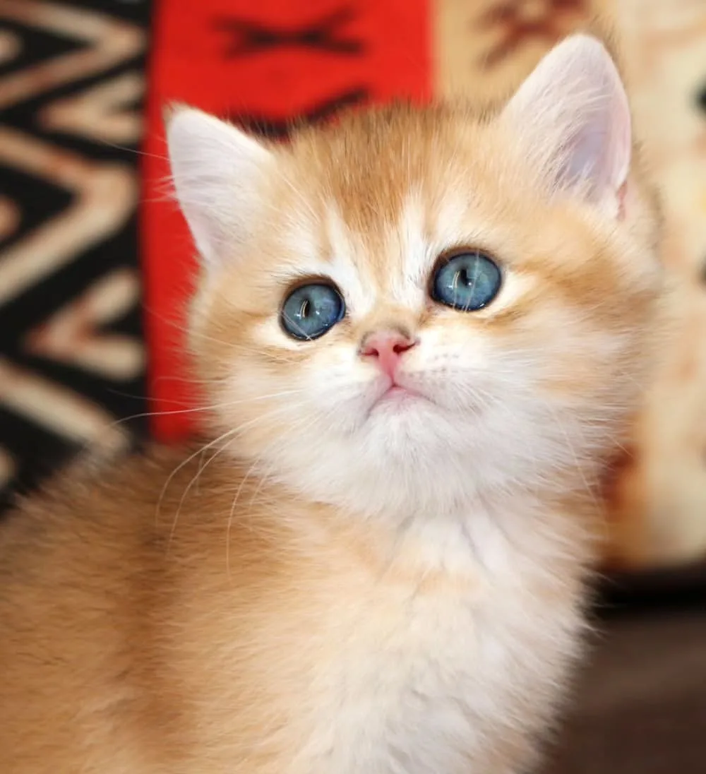 Altın Yumoş Golden British Shorthair - fotoğraf 1 / 5