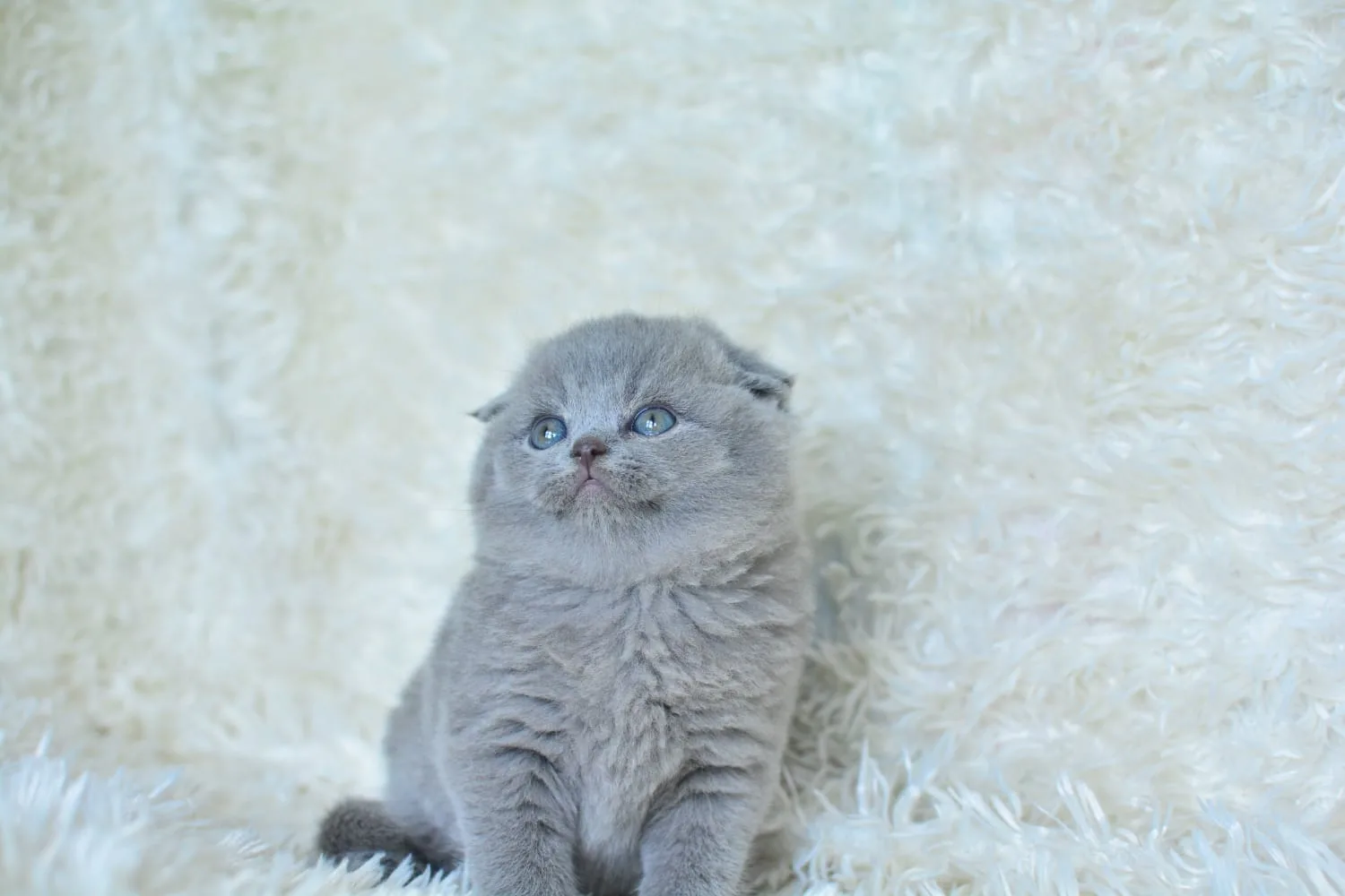 Top Kafacık Gri Scottish Fold Shorthair
