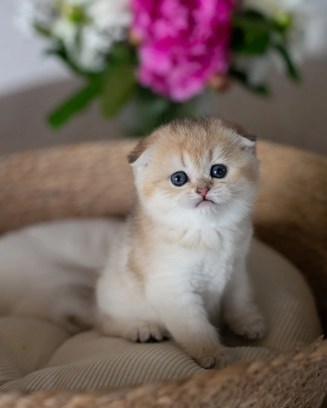 Yuvarlak Hatlı Golden Scottish Fold