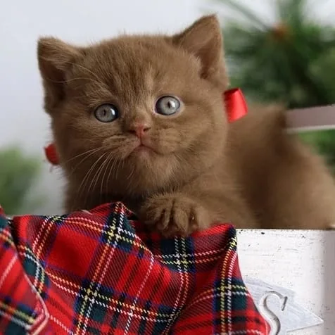 Premium Kalite Chocolate British Shorthair