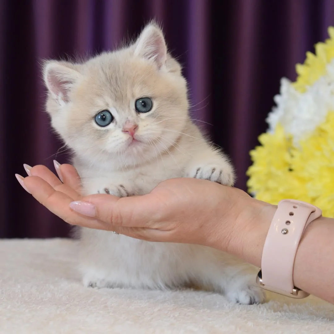 Son Kalan Özel AY Golden British Shorthair