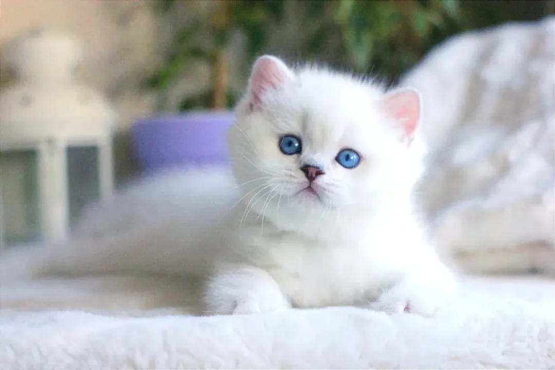 Teddy Bear Silver British Shorthair ns1133