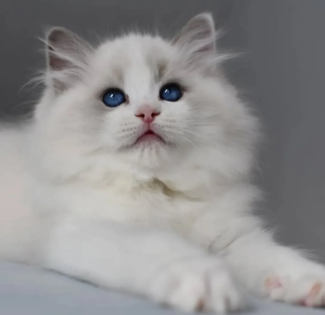 Özel Ragdoll yavrumuz