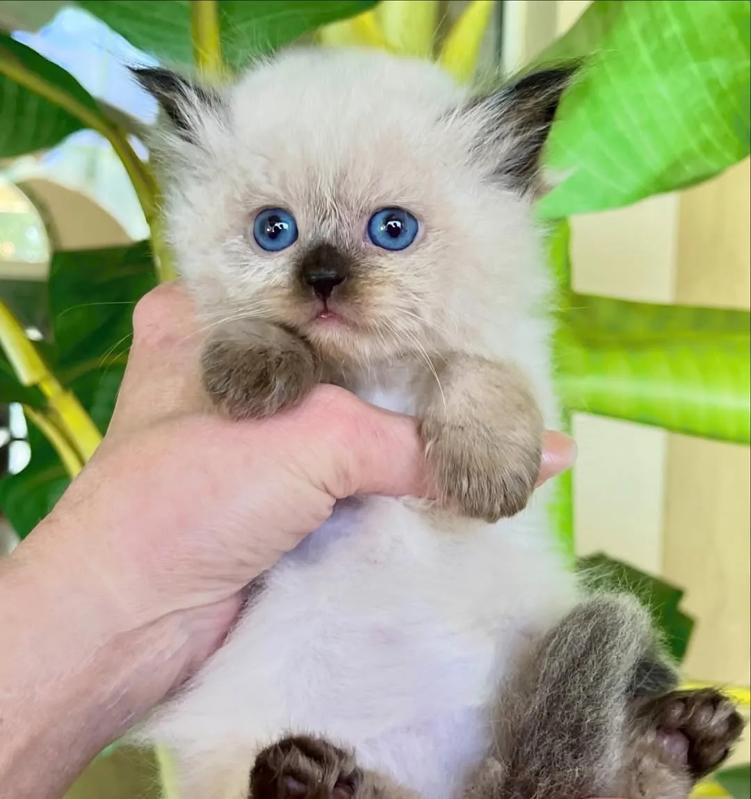 Deniz Gözlü Çikolata Point British Shorthair