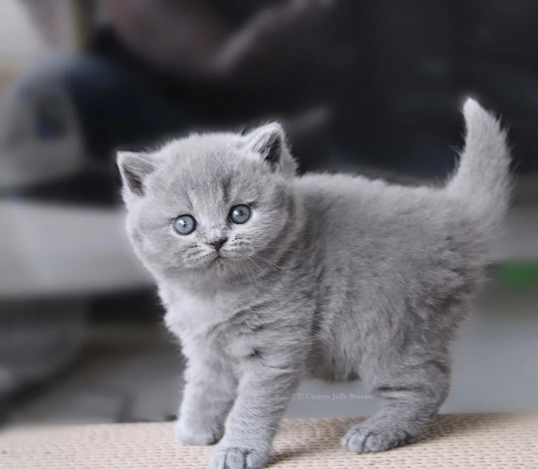 Gümüş Zarafet Gri British Shorthair