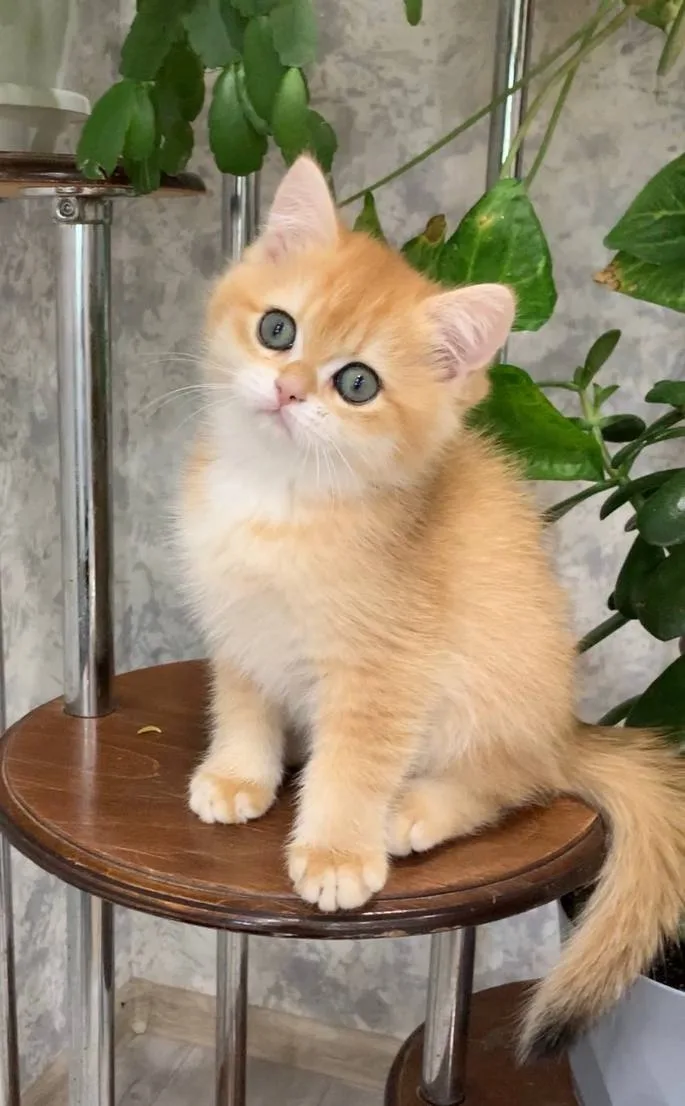Altın Parlaklığında Golden British Shorthair