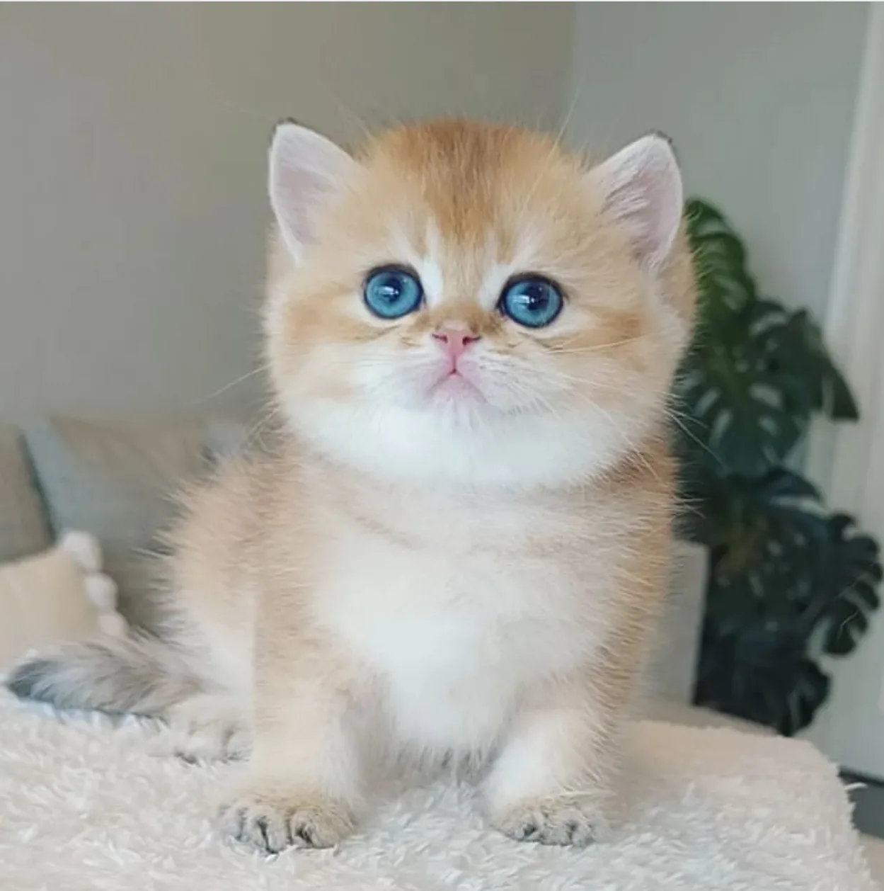 Bebeksi Golden British Shorthair