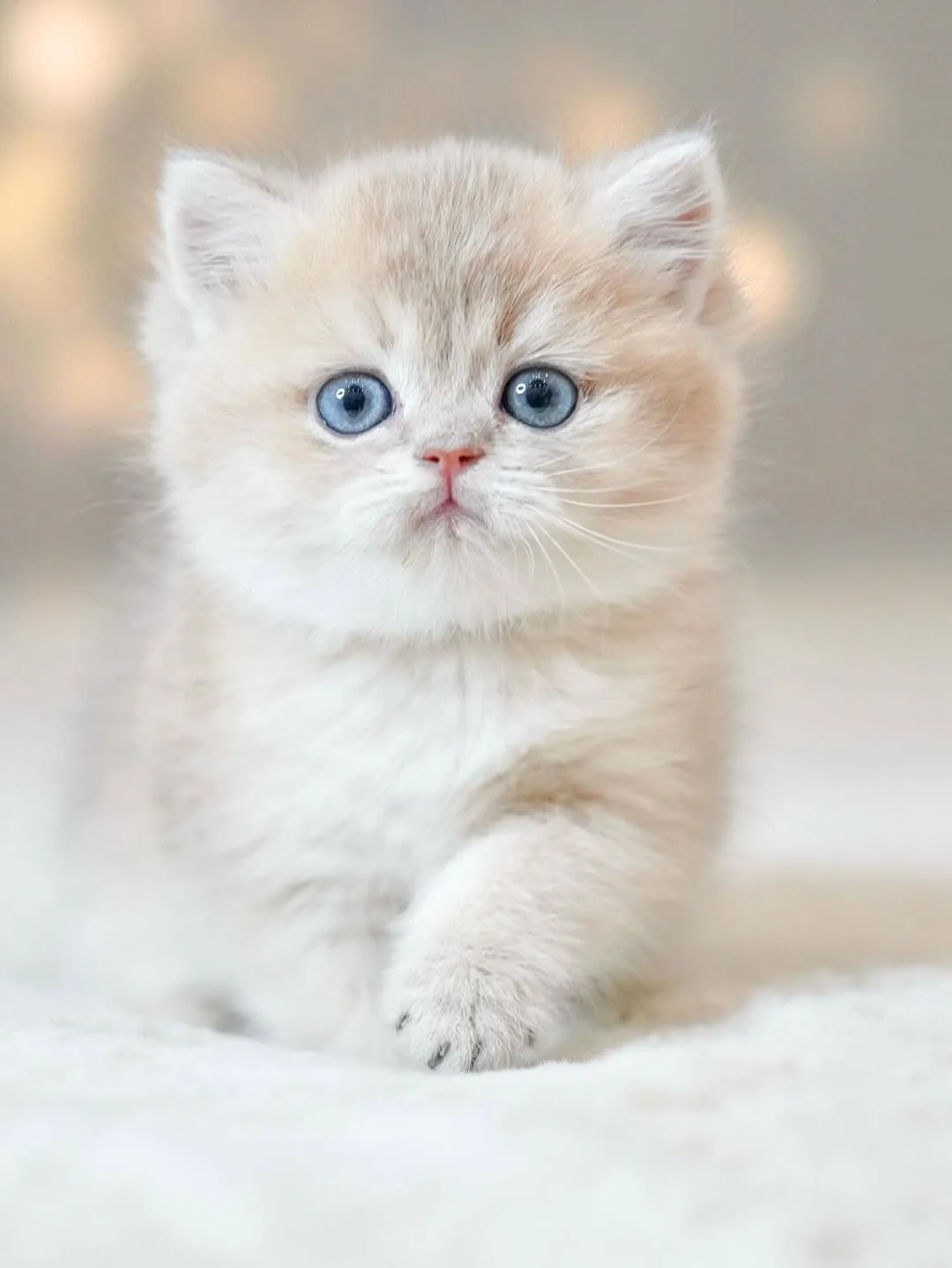 Bulunmaz Rengiyle AY Golden British Shorthair