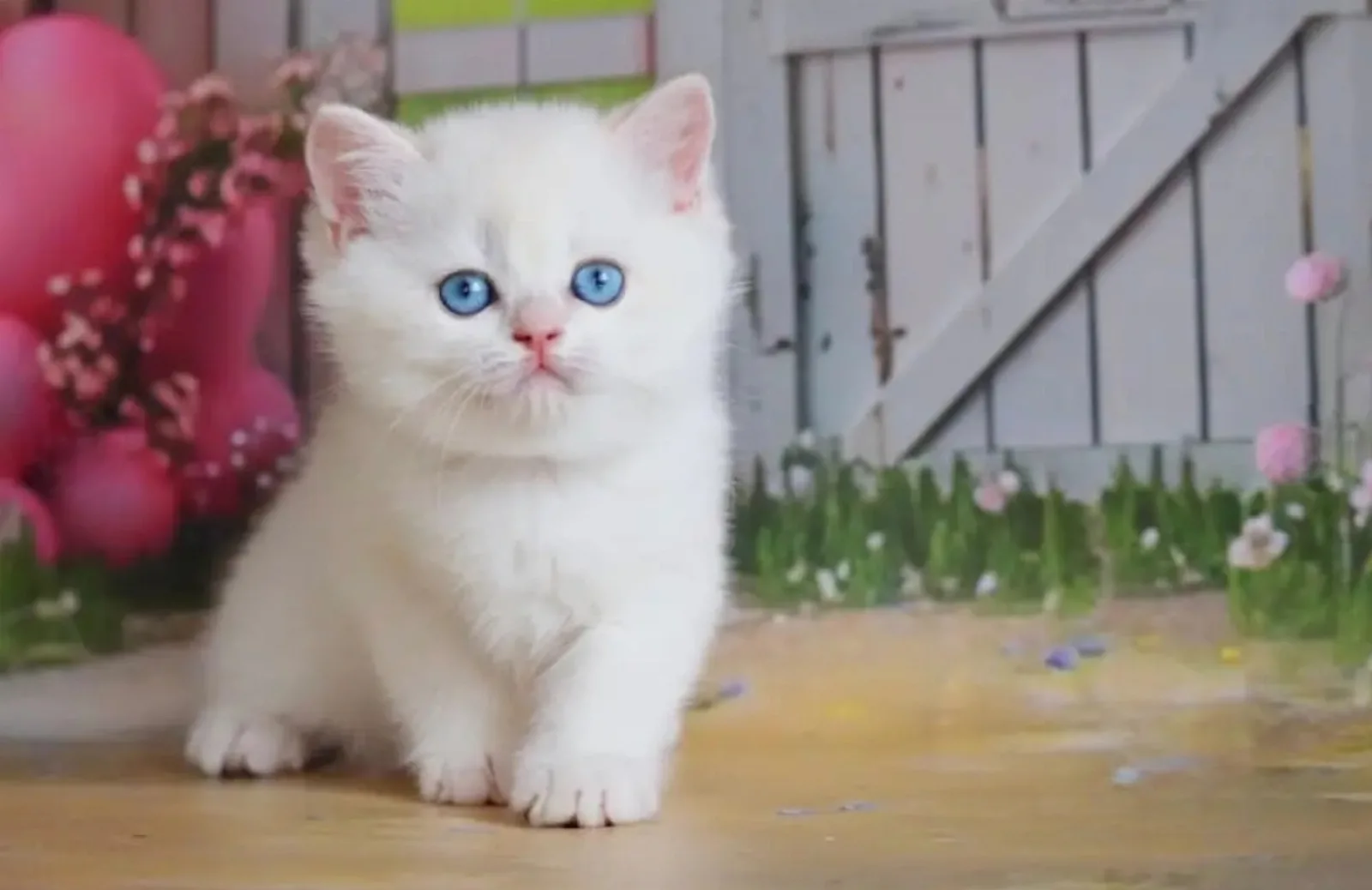 Kalıcı Kar Beyaz Silver British Shorthair