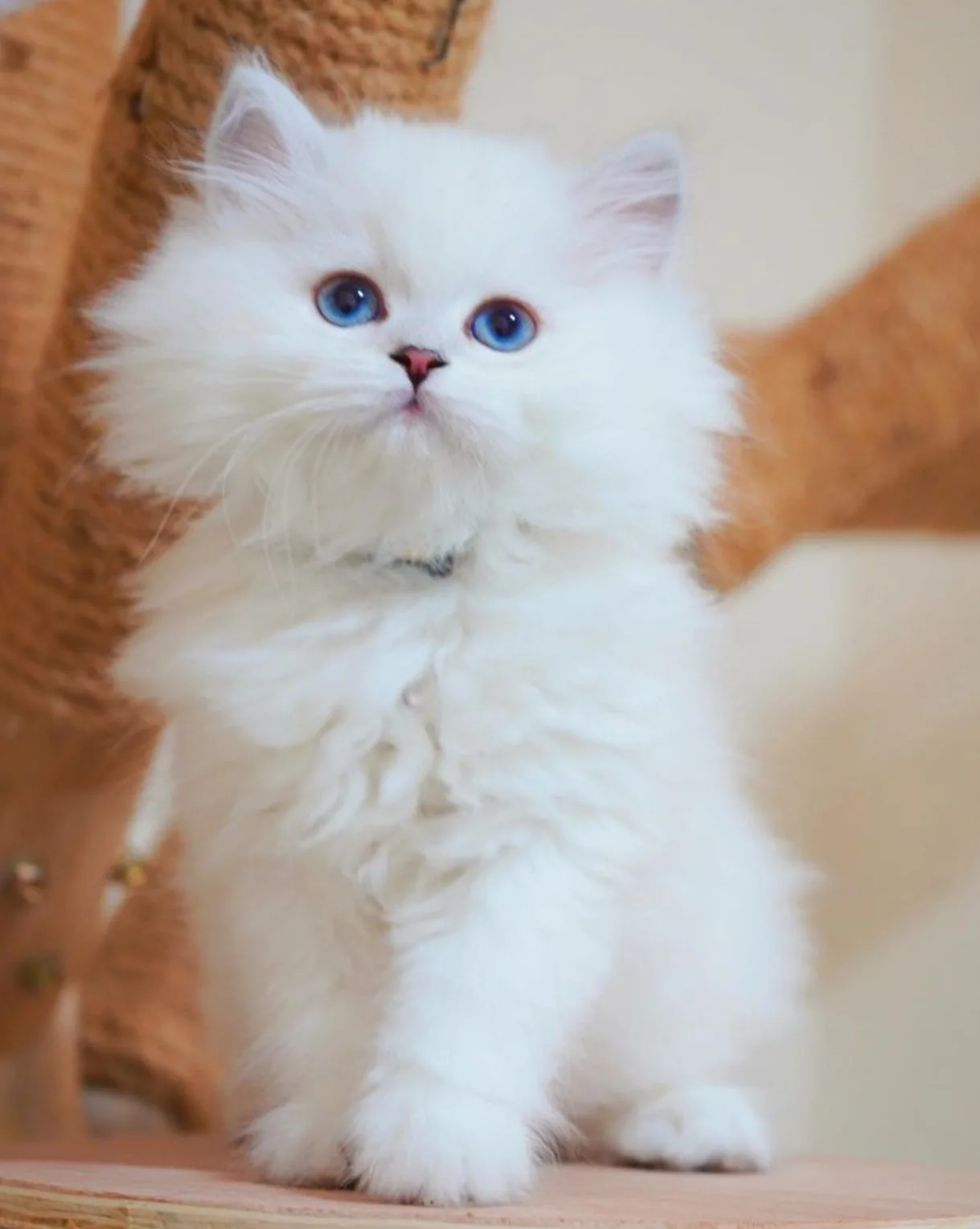 İpeksi Tüylü Silver British Longhair