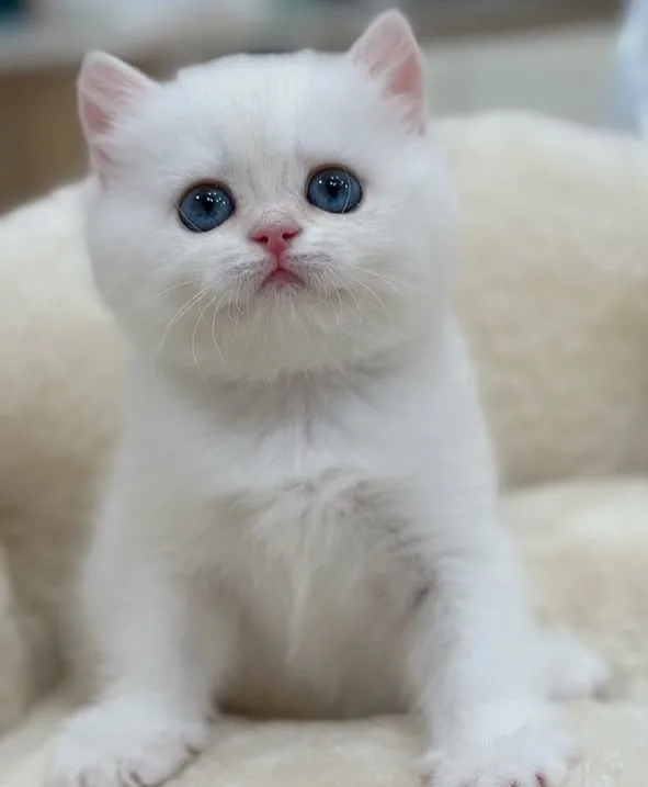 İnci beyazı ns1133 british shorthair