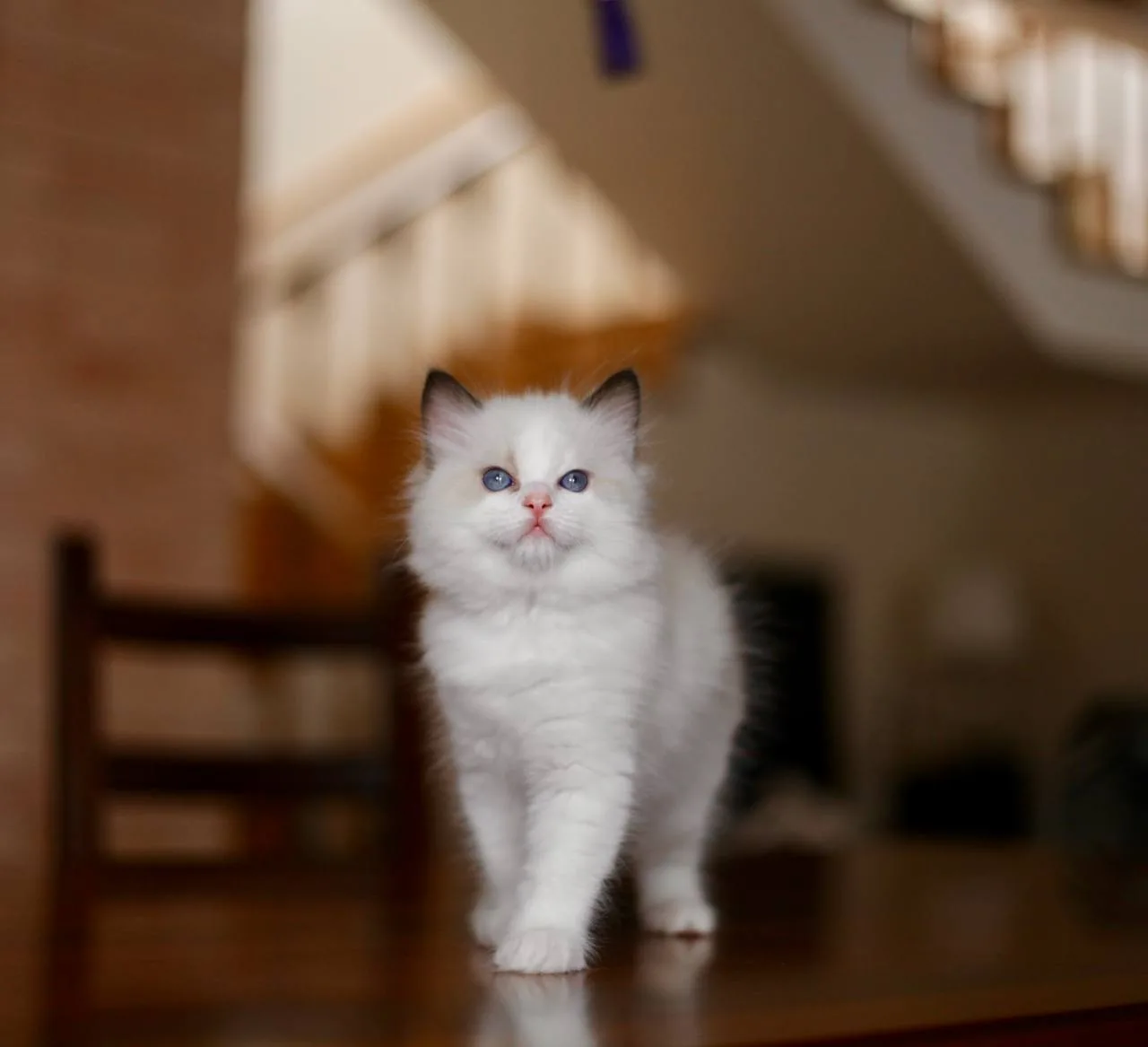 ASALETLİ Ragdoll