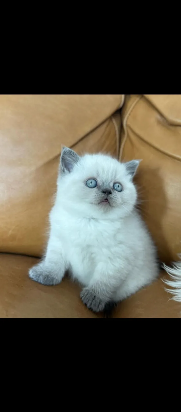 Maviş BluePoint British Shorthair
