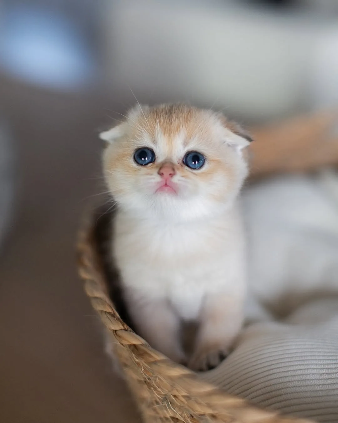 Yumurcak Golden Scottish Fold