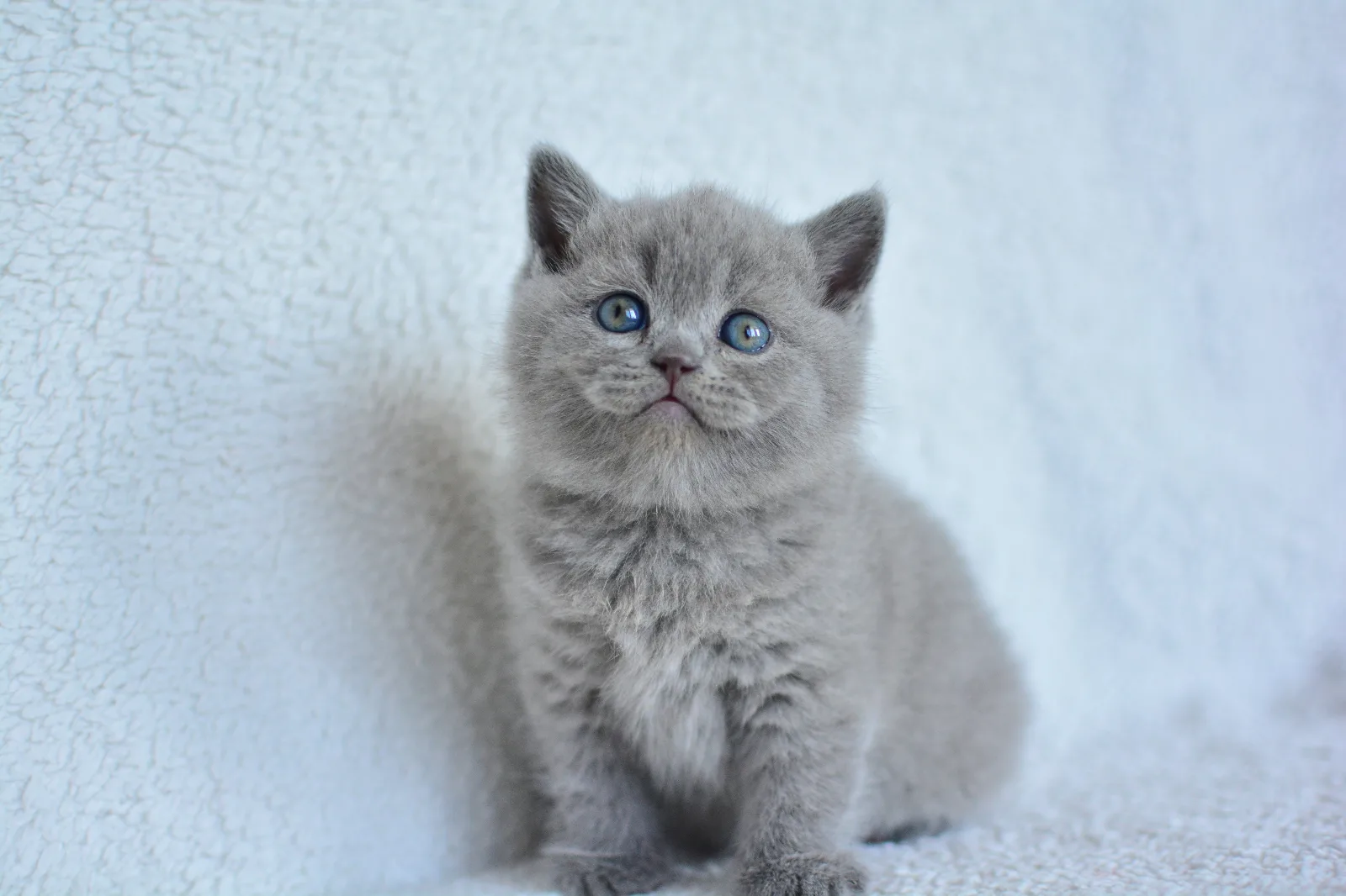 Top kafa Gri British Shorthair - fotoğraf 1 / 3