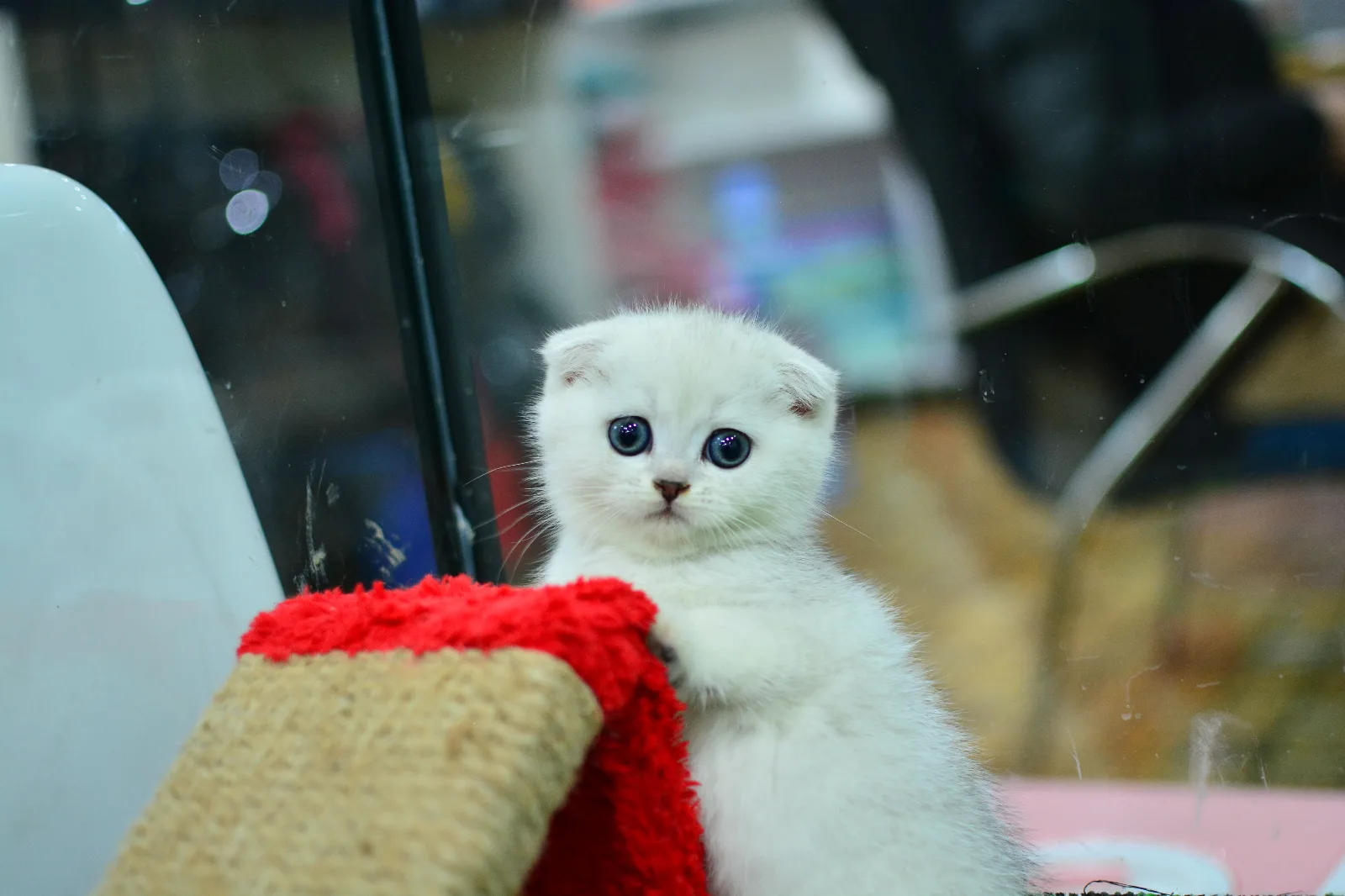Silcer scottish fold
