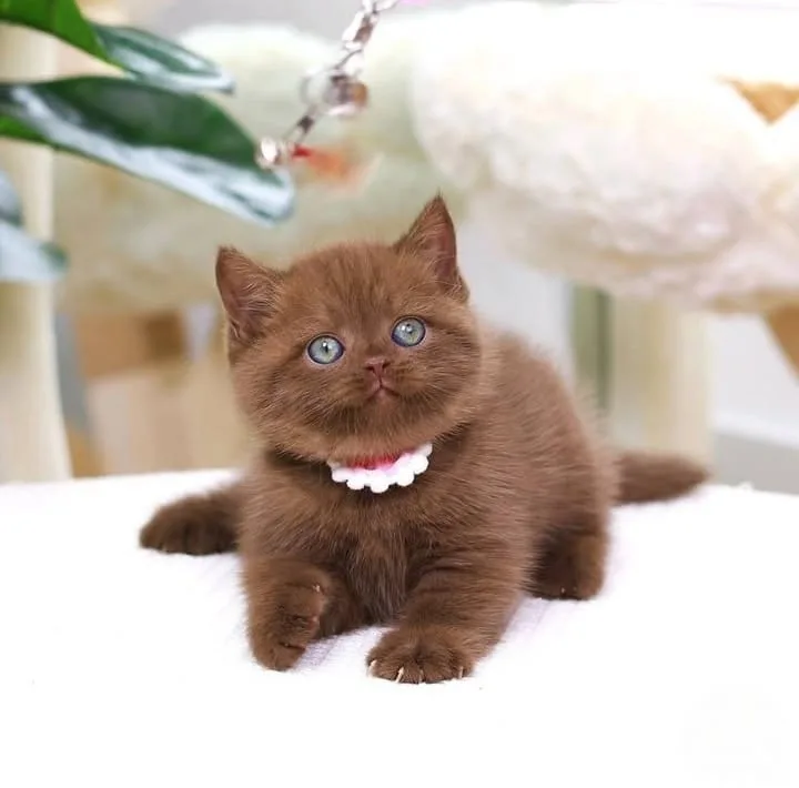 Zarafet Timsali Chocolate British Shorthair