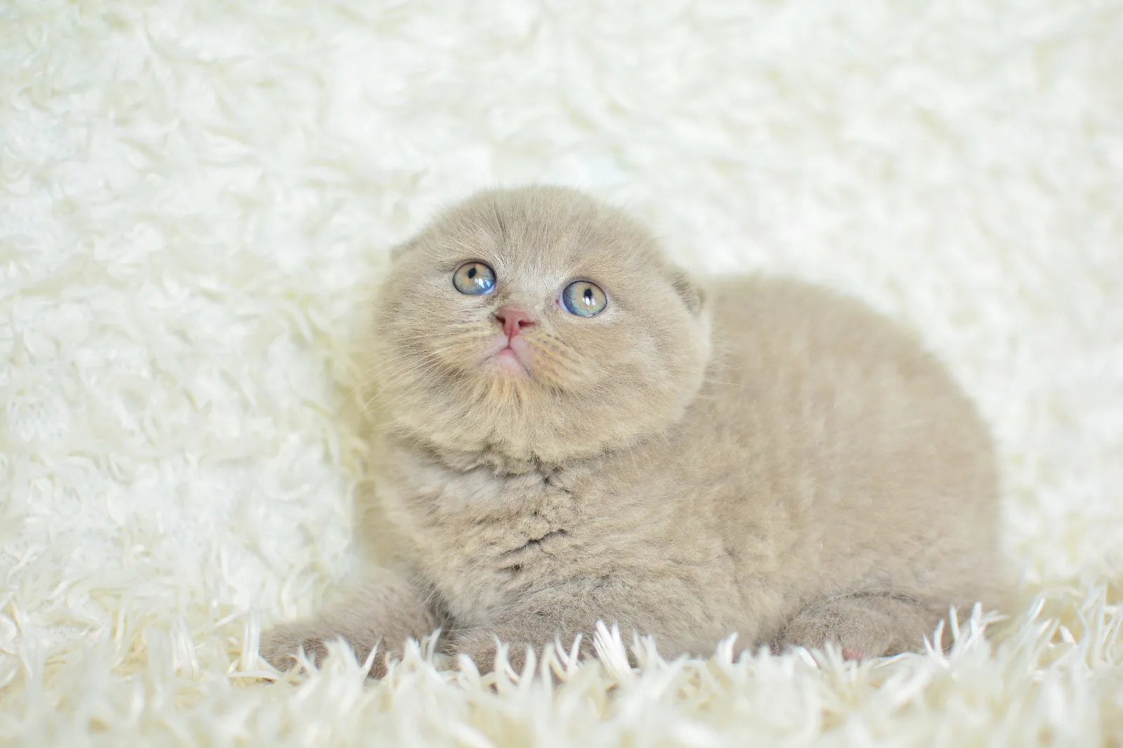 Topaç kafa lilac scottish fold