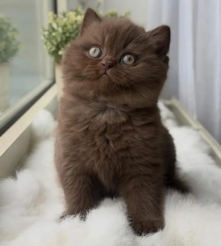 Çikolata British Shorthair