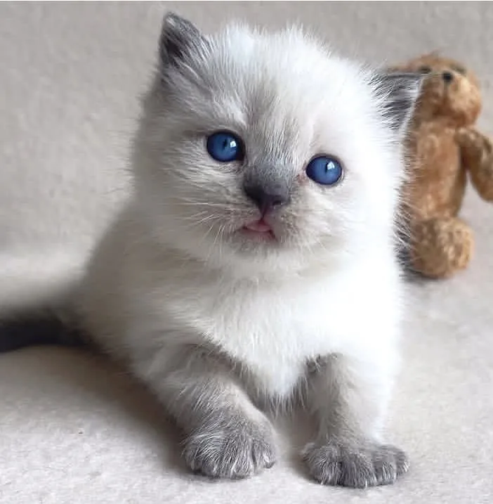 Sevimli bluepoint british shorthair