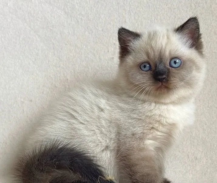 Deniz gözlü çikolata point british shorthair