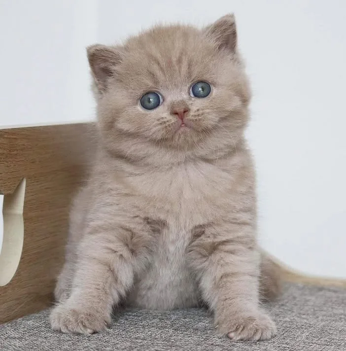 Latte Lilac british shorthair - fotoğraf 1 / 2