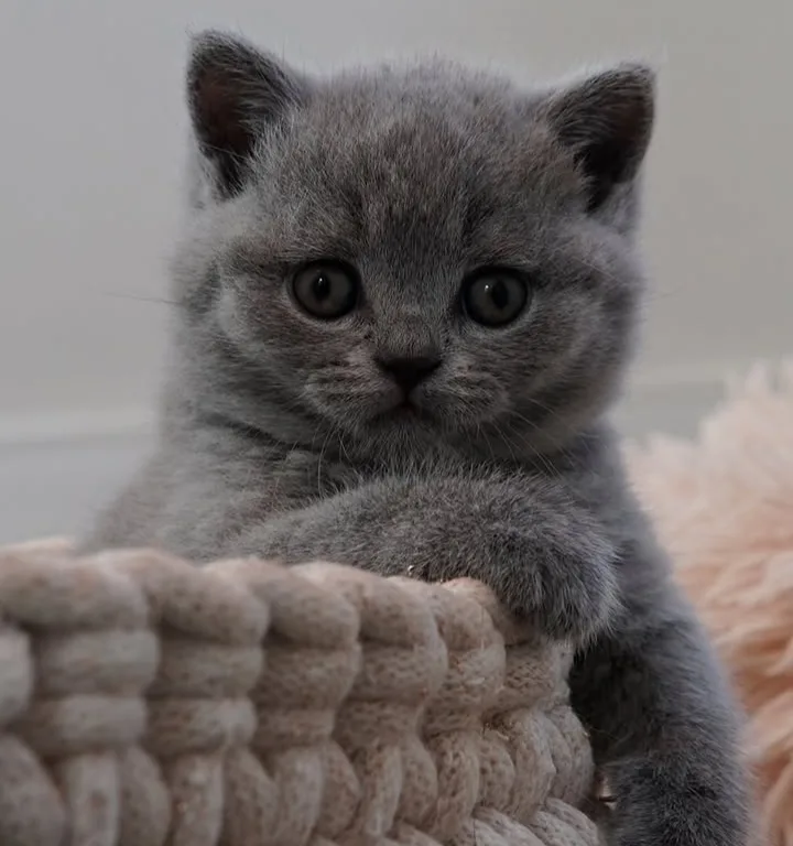 Sevgi pıtırcığı gri british shorthair