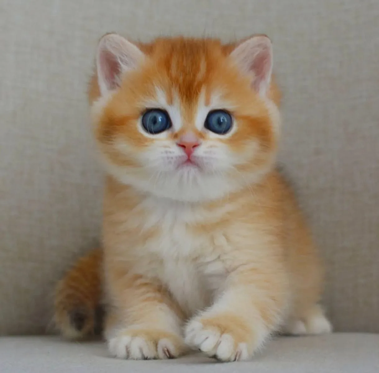Şaheser Golden NY12 British Shorthair