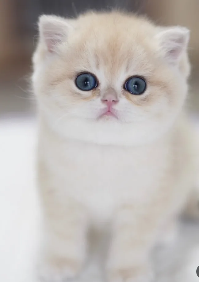 Eşsiz güzellik AY Golden british shorthair