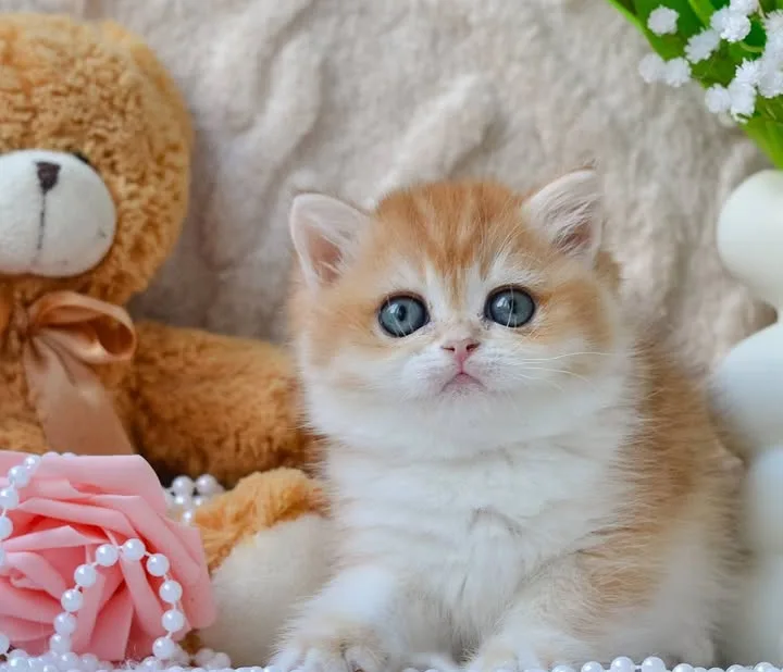Muhteşem Golden british shorthair