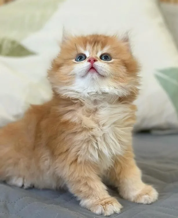 Sevecen Golden british longhair