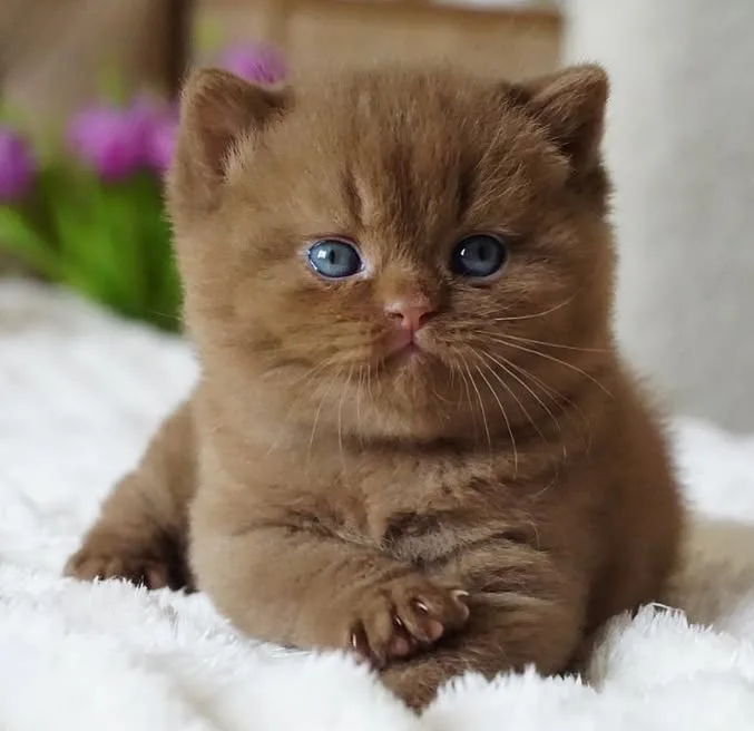Poduduk chocolate british shorthair