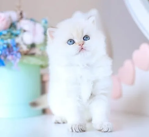 Köpük silver british longhair - fotoğraf 1 / 3