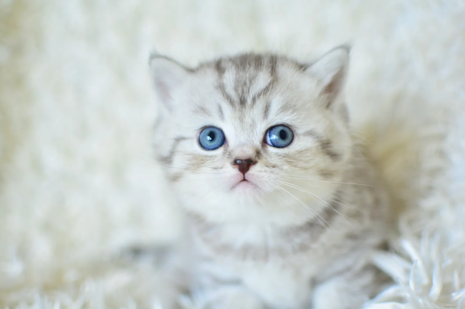 NS 24 Silver British shorthair