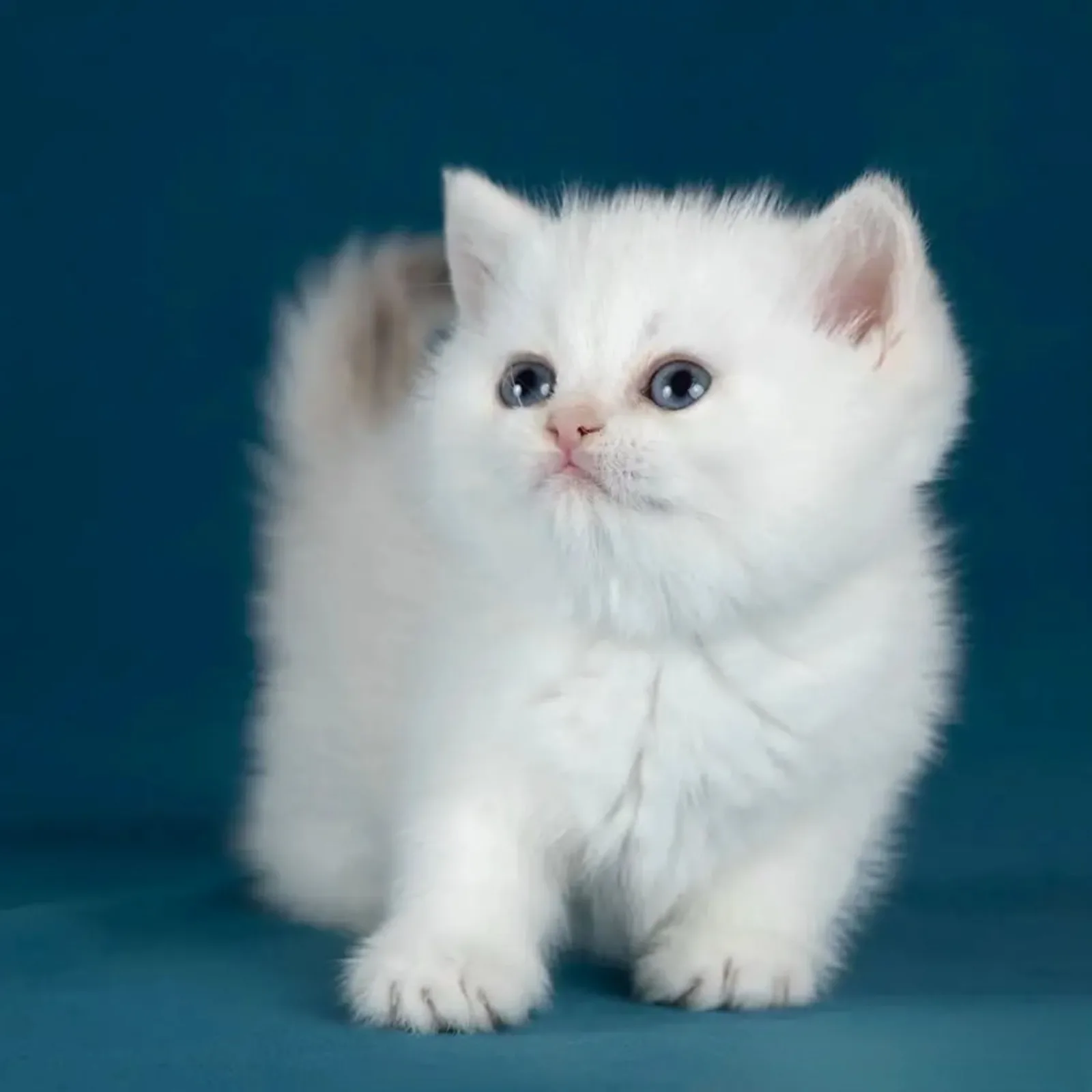 Silver British Shorthair - fotoğraf 1 / 5