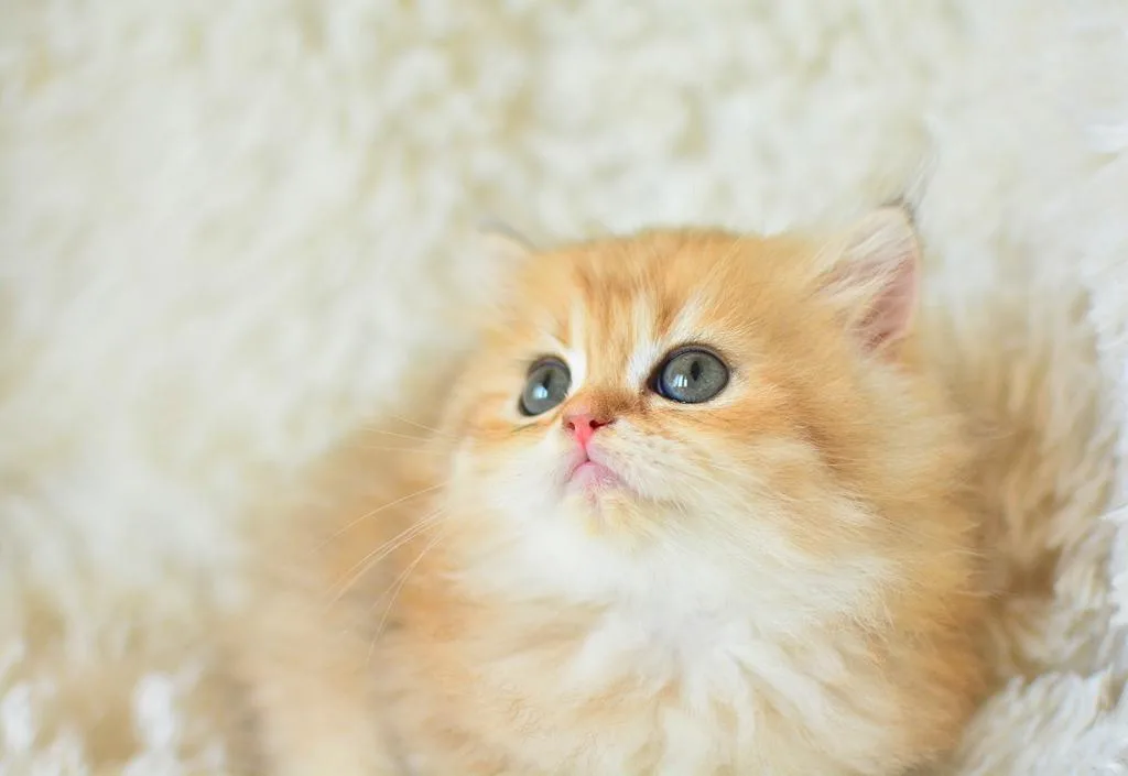Açık sarı rengiyle Golden British Longhair