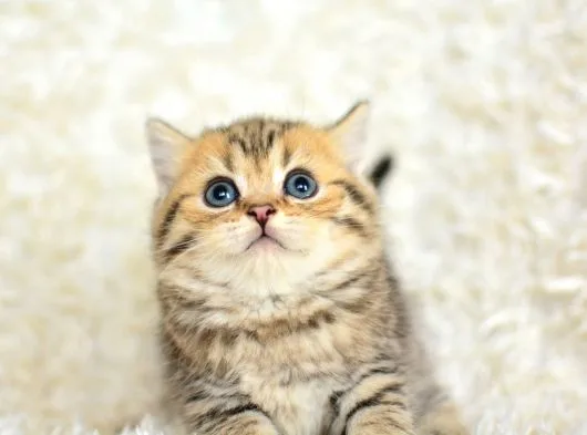 Black Golden British Shorthair