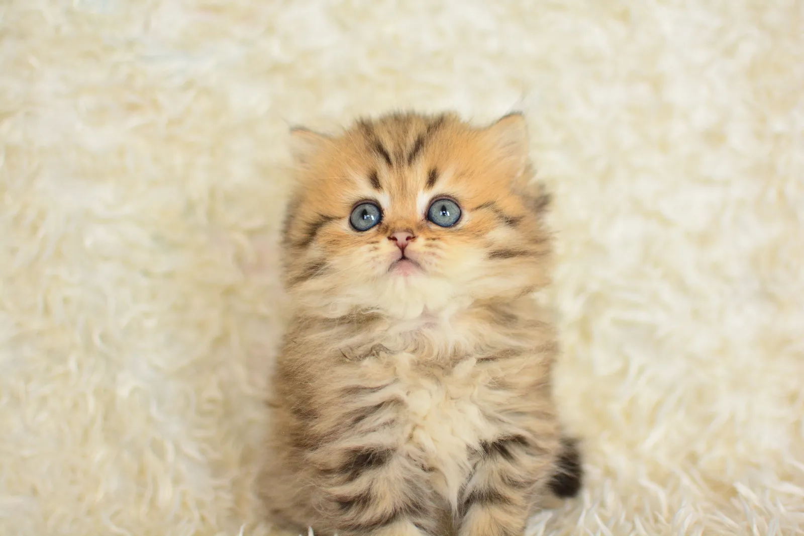Show Kalite Ny25 British Longhair