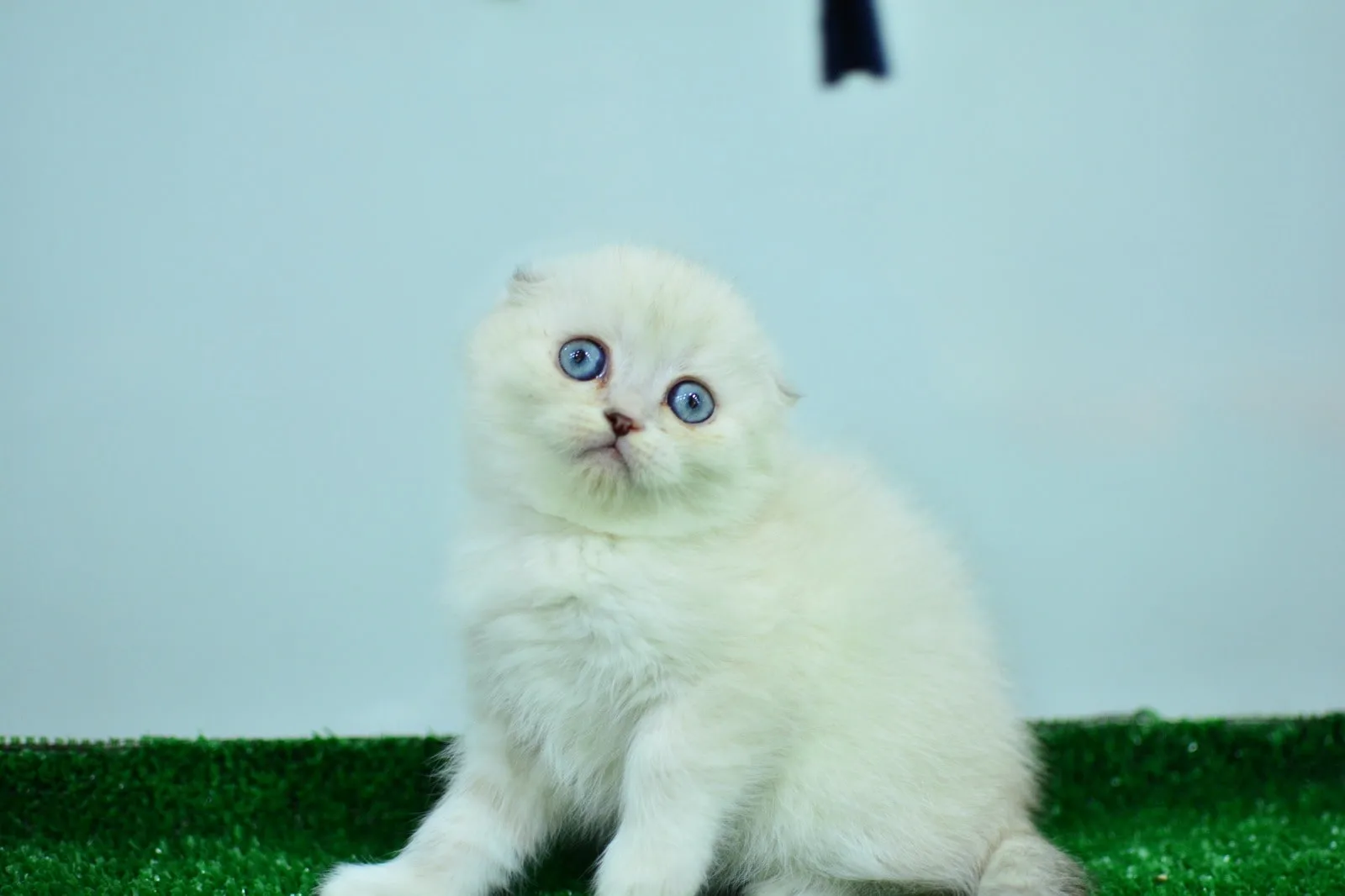 Silver scottish fold