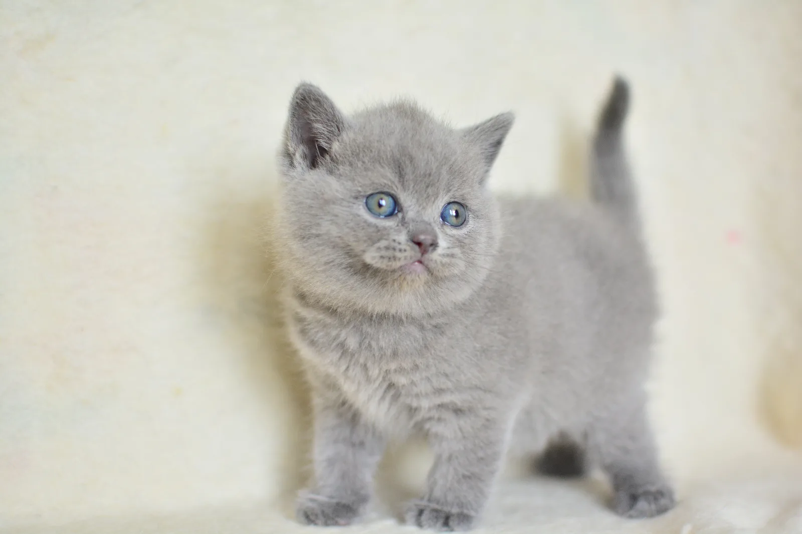 Küt kafa Gri British Shorthair