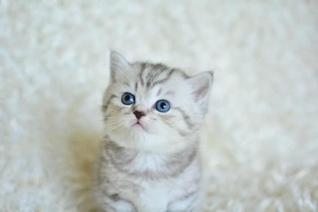 Baybtabs Silver British Shorthair