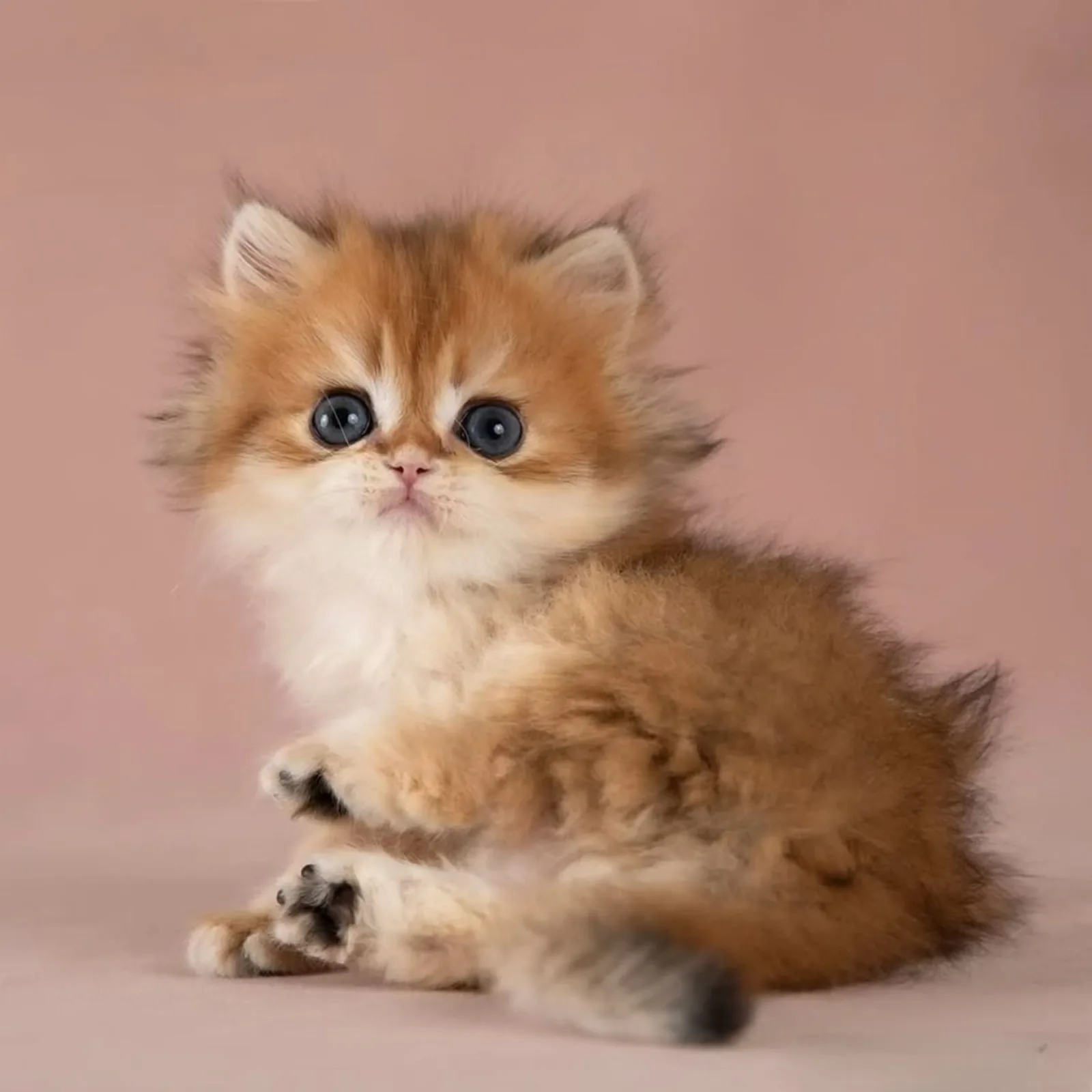 Golden British Longhair