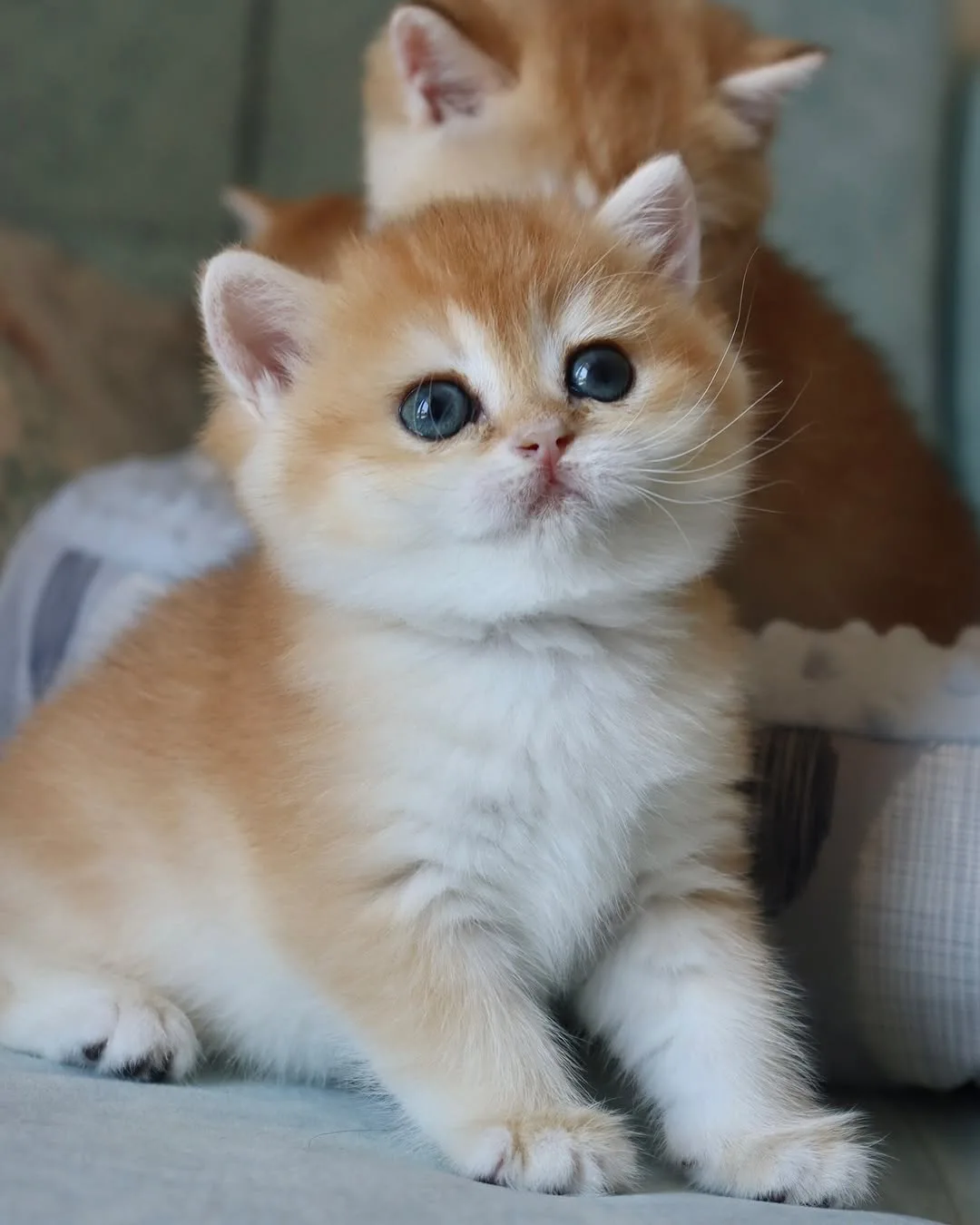 Portakal Renkli Golden British Shorthair