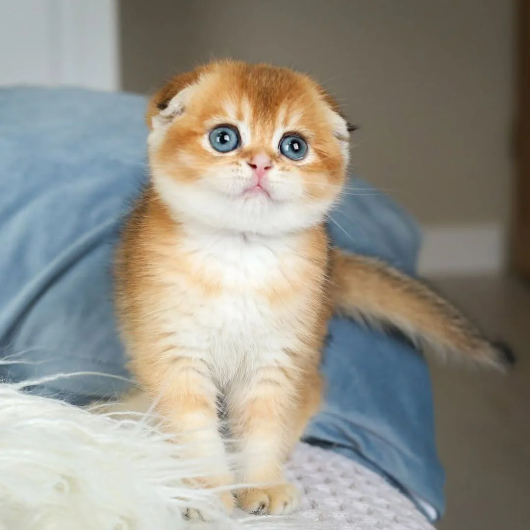 Golden Scottish Fold