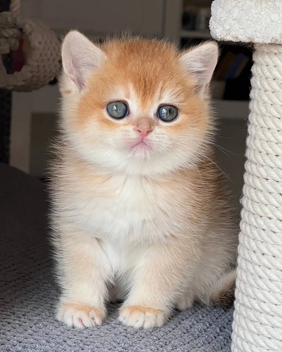 Türünün En Kalitelisi Golden NY12 British Shorthair - fotoğraf 1 / 3