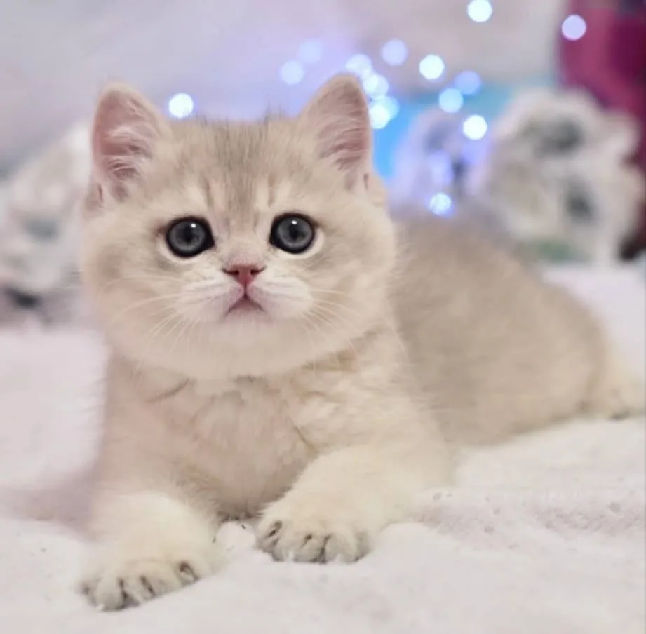 Emsalsiz Blue Golden British Shorthair
