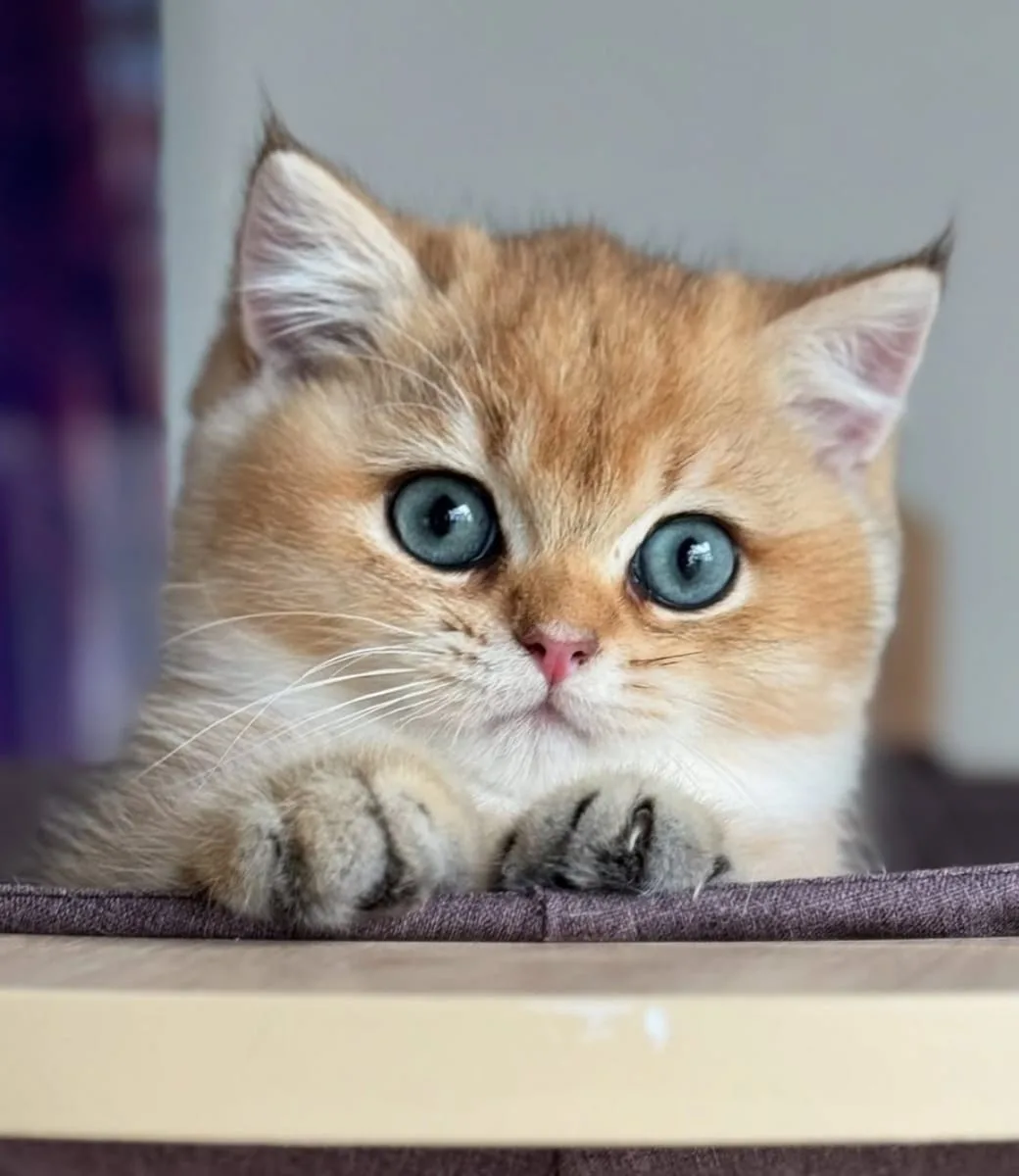 İnci Tanemiz Golden NY12 British Shorthair